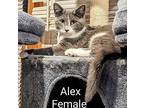 Alex Domestic Shorthair Kitten Female