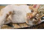 Mason Domestic Shorthair Adult Male