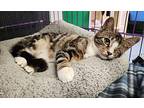 Brontes Domestic Shorthair Young Male