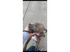 Tilson Brown American Pit Bull Terrier Puppy Male