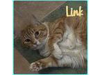 LINK Domestic Longhair Adult Male
