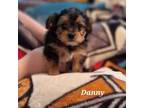 Shih Tzu Puppy for sale in Scottsdale, AZ, USA