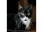 Nevada 11 months Domestic Shorthair Young Female