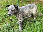 Tex Australian Cattle Dog Puppy Male