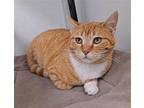 Paste Domestic Shorthair Adult Male