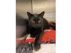 Stinker Domestic Shorthair Adult Male