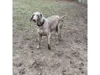 Charlie Weimaraner Young Male