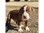Pawson American Pit Bull Terrier Puppy Male
