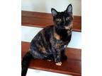 Lorraine Domestic Shorthair Young Female