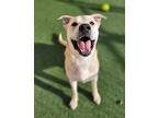 Leo Labrador Retriever Adult Male