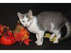 Gizmo (Neutered) Domestic Shorthair Kitten Male