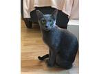 Meadow Domestic Shorthair Adult Female