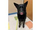 Molly German Shepherd Dog Adult Female