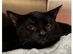 Paco Domestic Shorthair Young Male