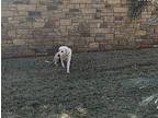 Celine Great Pyrenees Young Female