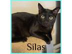 SILAS Domestic Shorthair Kitten Male