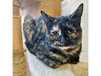 Sofie Domestic Shorthair Kitten Female