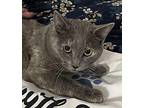 Hachi Domestic Shorthair Young Female