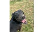 Hot Pocket 221-24 Labrador Retriever Adult Female