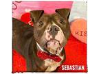 Sebastian Mixed Breed (Medium) Adult Male