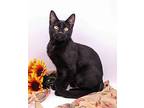 Licorice IX Domestic Shorthair Kitten Male