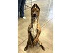 Presley Dutch Shepherd Young Male