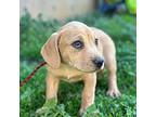 Amber Beagle Puppy Female