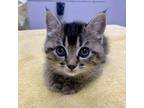 Babble Domestic Shorthair Kitten Female