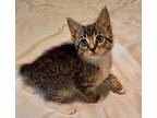 Cairo - female Domestic Shorthair Kitten Female