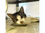 Charlie Domestic Shorthair Adult Female