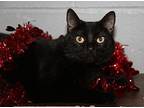 Jayde (Spayed/Combo Tested) Domestic Shorthair Adult Female