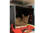 Colby Domestic Shorthair Kitten Male