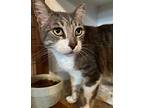 Alton Domestic Shorthair Adult Male