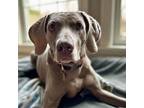 Grace Weimaraner Senior Female