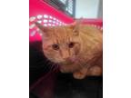 Handsome Domestic Shorthair Young Male