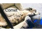 Comet Domestic Shorthair Young Male