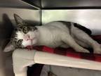 Valoo Domestic Shorthair Adult Male