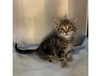 Bobby Domestic Shorthair Kitten Male