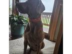 Elvis Weimaraner Senior Male