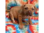 Lollie American Pit Bull Terrier Puppy Female