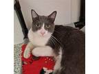 Marx Domestic Shorthair Young Male