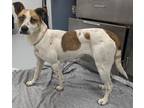 Shay 1728-23 Australian Cattle Dog Adult Female