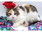 Cali XXII Domestic Shorthair Kitten Female