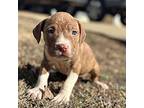 Patti American Pit Bull Terrier Puppy Female