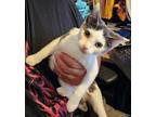 Eliza Domestic Shorthair Young Female