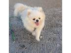 Pomeranian Puppy for sale in Lindenhurst, NY, USA