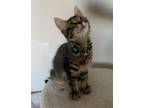 Misket Domestic Shorthair Kitten Female