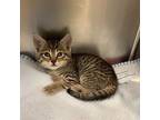 Jan Domestic Shorthair Kitten Female