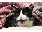 Sunshine ***Sponsored Adoption Domestic Shorthair Adult Female