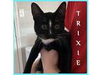 TRIXIE Domestic Shorthair Kitten Female